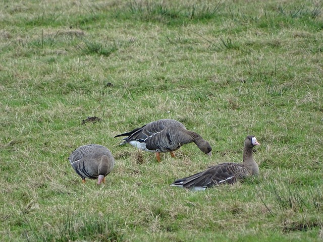 端显得略显 端显得略显