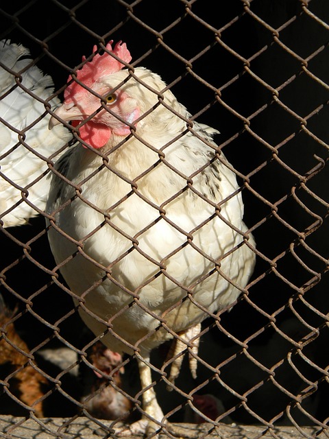 效率部21 效率部21